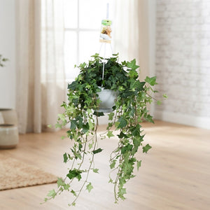 Green English Ivy (Hedera helix) – 17cm Pot