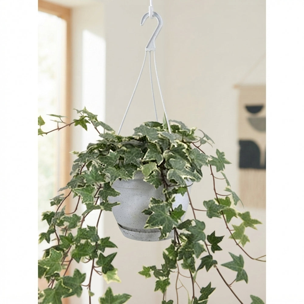 Variegated English Ivy (Hedera helix) – 17cm Pot
