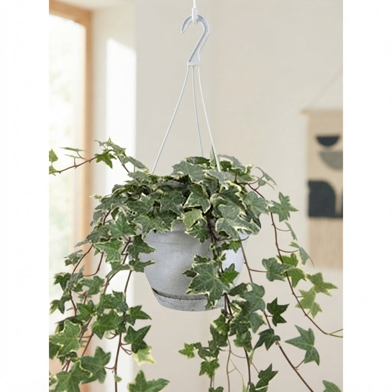 Variegated English Ivy (Hedera helix) – 17cm Pot