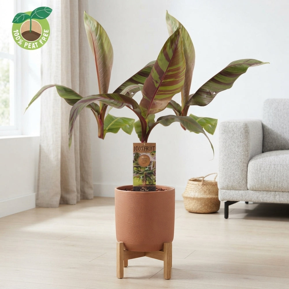 Red Banana Plant (Musa Ever Red) – 21cm Pot