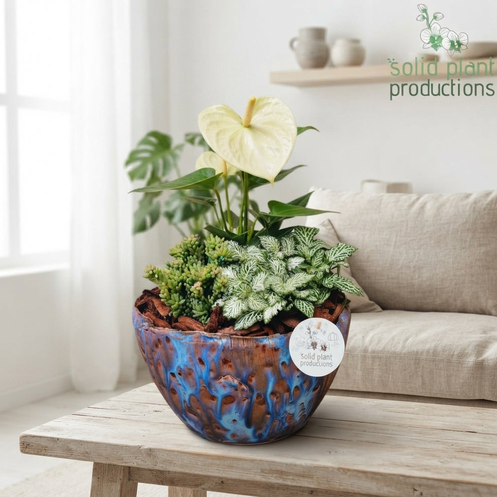 Olivia Blue Anthurium Arrangement – 24cm Ceramic Pot