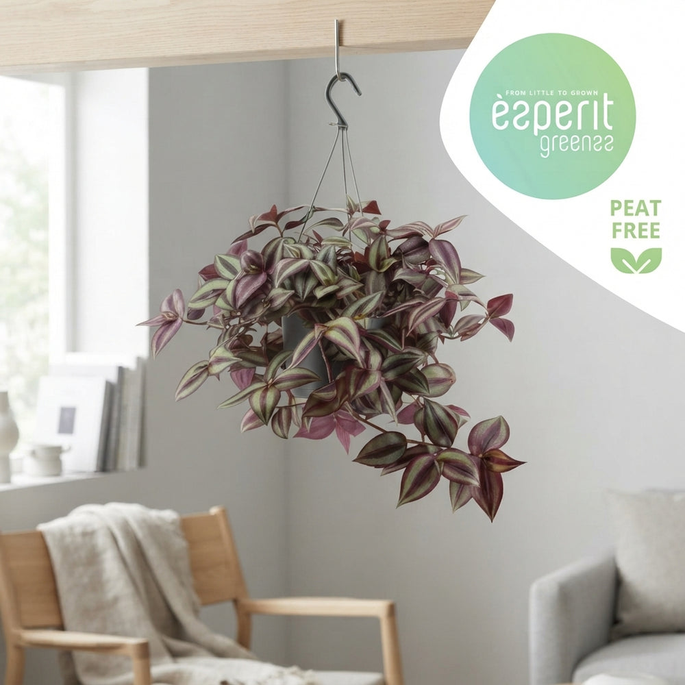 Mixed Tradescantia Houseplant – 17cm Pot