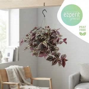 Mixed Tradescantia Houseplant – 17cm Pot
