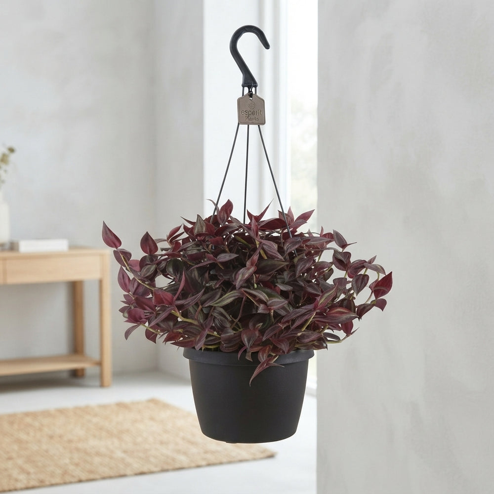 Tradescantia ‘Red Jewel’ – 17cm Pot