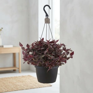 Tradescantia ‘Red Jewel’ – 17cm Pot