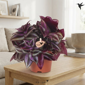 Tradescantia Zebrina – 9cm Pot