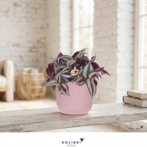 Tradescantia Zebrina – 9cm Pot
