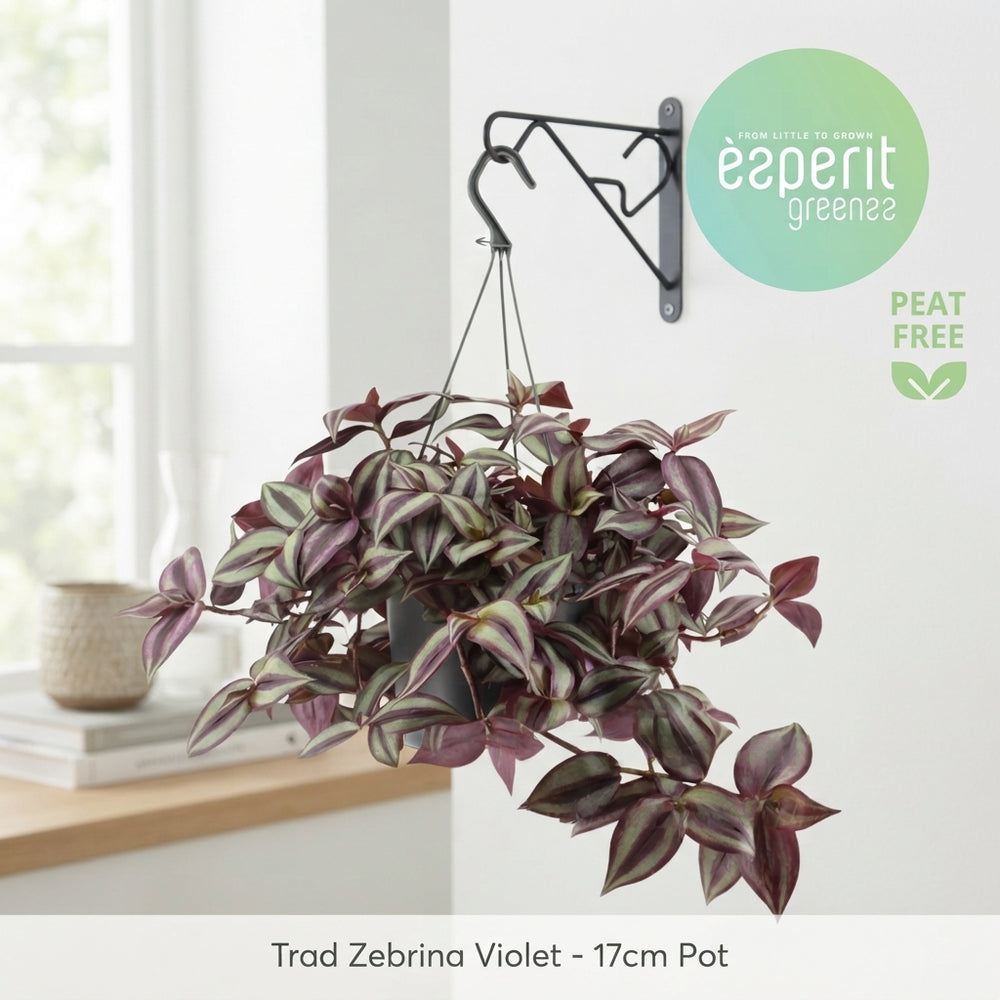 Purple Zebrina Wandering Dude (Tradescantia zebrina) – 17cm Pot