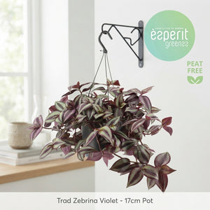 Purple Zebrina Wandering Dude (Tradescantia zebrina) – 17cm Pot