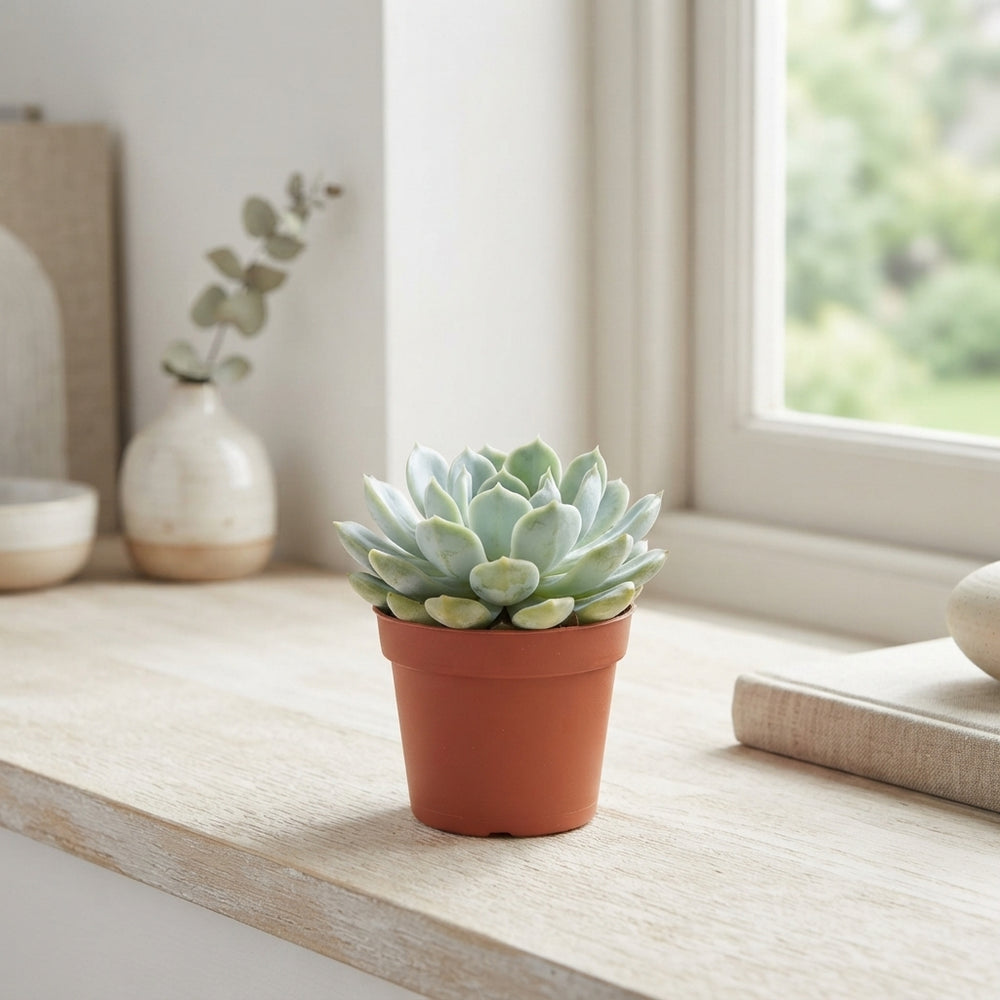 Echeveria Elegans Succulent – 5.5cm Pot