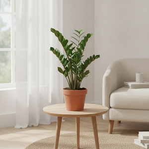 ZZ Plant (Zamioculcas zamiifolia) – 14cm Pot, 50cm