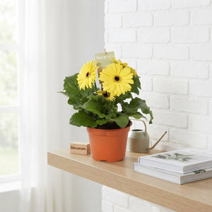 Yellow Gerbera Flowering Houseplant – 12cm Pot