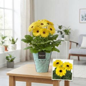 Yellow Gerbera Plant – 12cm Pot