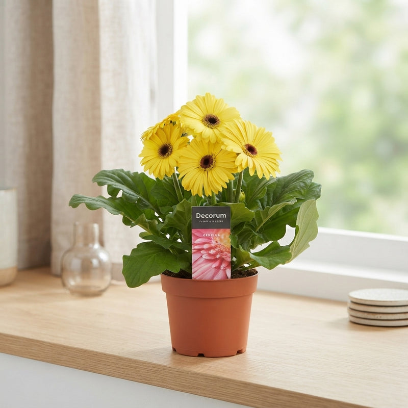 Yellow Gerbera Plant – 12cm Pot, 25cm High