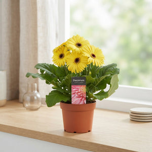 Yellow Gerbera Plant – 12cm Pot, 25cm High