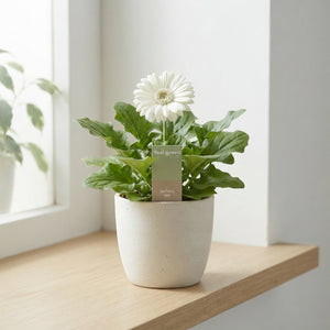Mixed Gerbera Houseplant – 12cm Pot