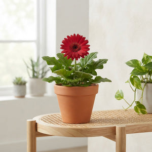 Mixed Gerbera Patio Beauty – 12cm Pot