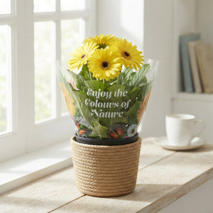 Mixed Gerbera Patio Plant – 17cm Pot