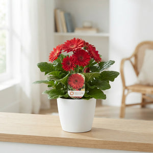 Mixed Gerbera Plants (Gerbera) – 12cm Pot