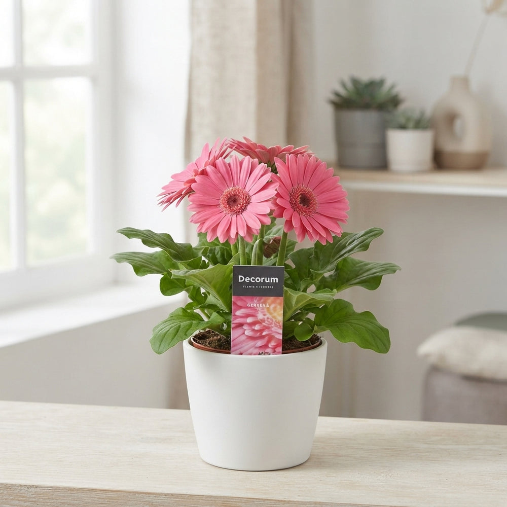 Pink Gerbera Flowering Houseplant – 12cm Pot