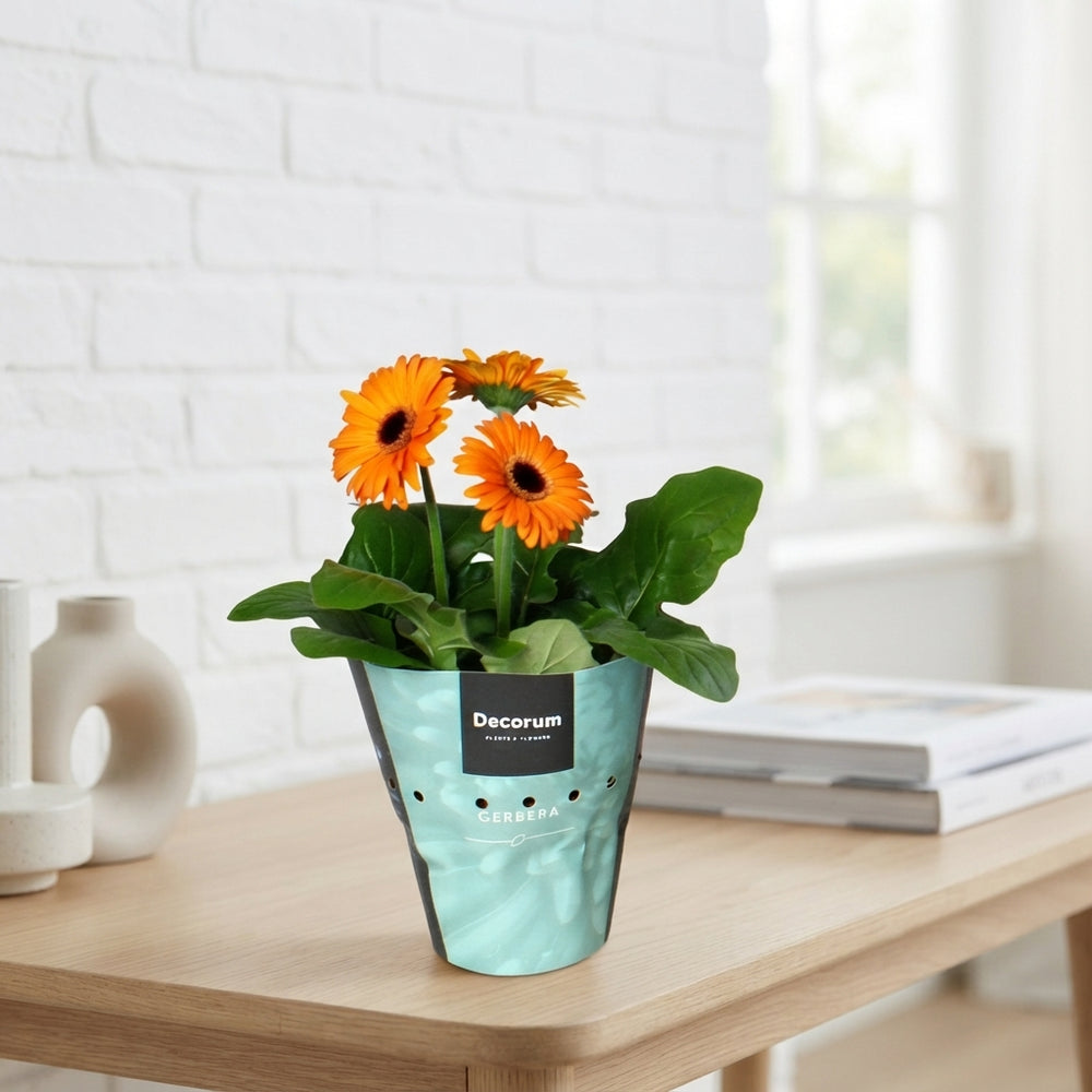 Orange Gerbera – 12cm Pot