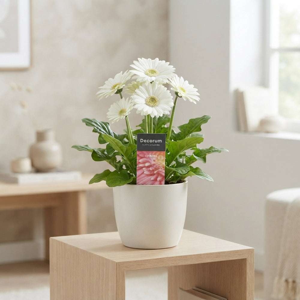 White Gerbera Plant (Gerbera jamesonii) – 12cm Pot