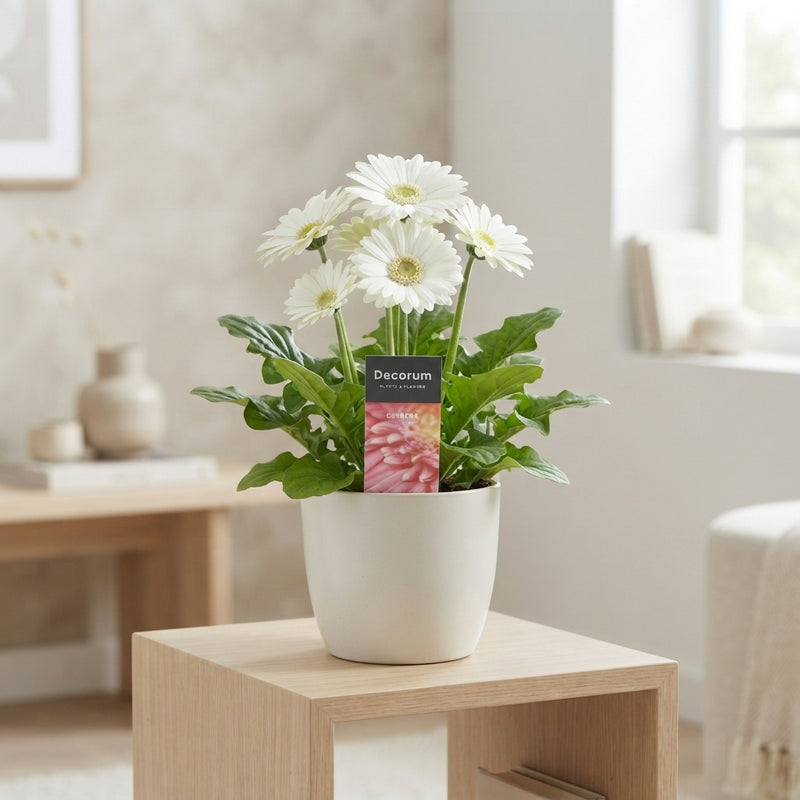 White Gerbera Plant (Gerbera jamesonii) – 12cm Pot