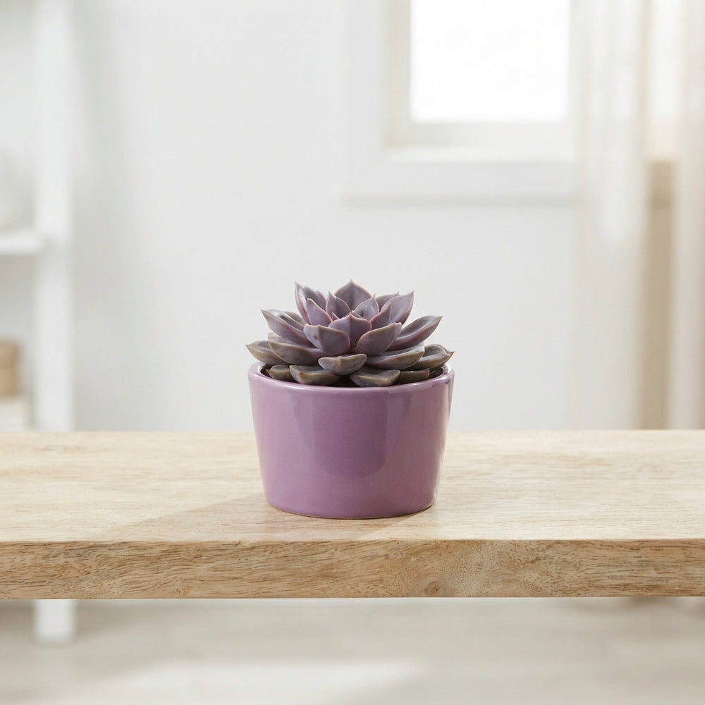 Mixed Succulent in Coloured Ceramic Pot – 7cm
