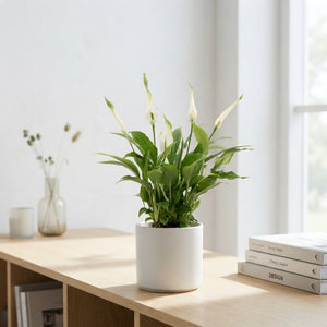White Peace Lily (Spathiphyllum) – 6.5cm Pot
