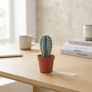 Mixed Cactus Collection – 5.5cm Pot