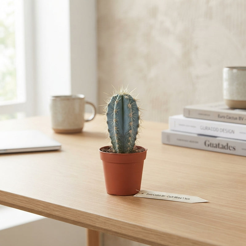 Mixed Cactus Collection – 5.5cm Pot