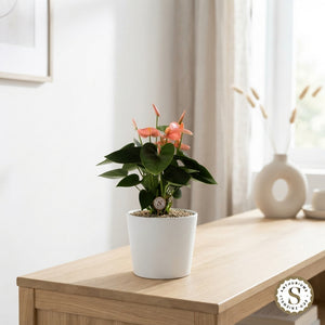 Peach and Pink Anthurium – 7cm Pot