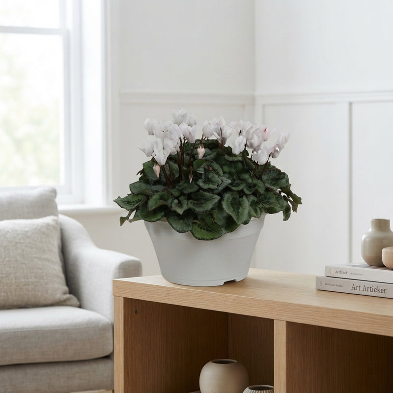 White Large-Flowered Cyclamen (Cyclamen persicum) – 22cm Pot