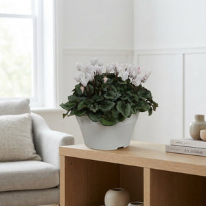 White Large-Flowered Cyclamen (Cyclamen persicum) – 22cm Pot