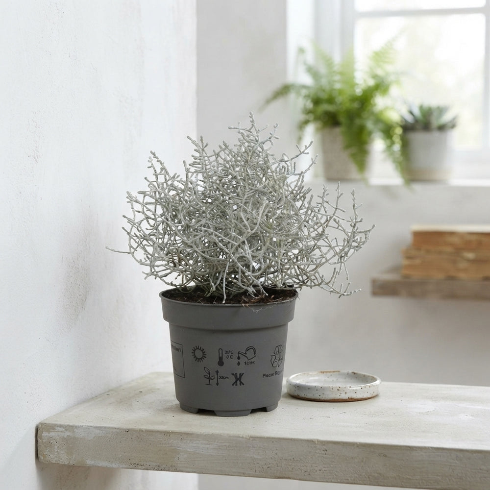 Silver Cushion Bush (Leucophyta brownii) – 10.5cm Pot