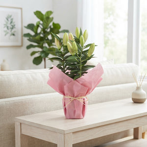Oriental Lily (Lilium oriental Group) – 13cm Pot