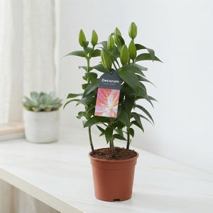 Pink Oriental Lily (Lilium) – 13cm Pot