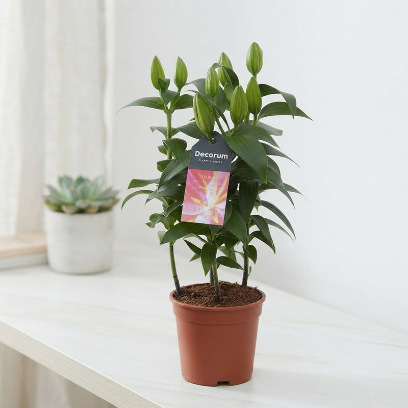Pink Oriental Lily (Lilium) – 13cm Pot