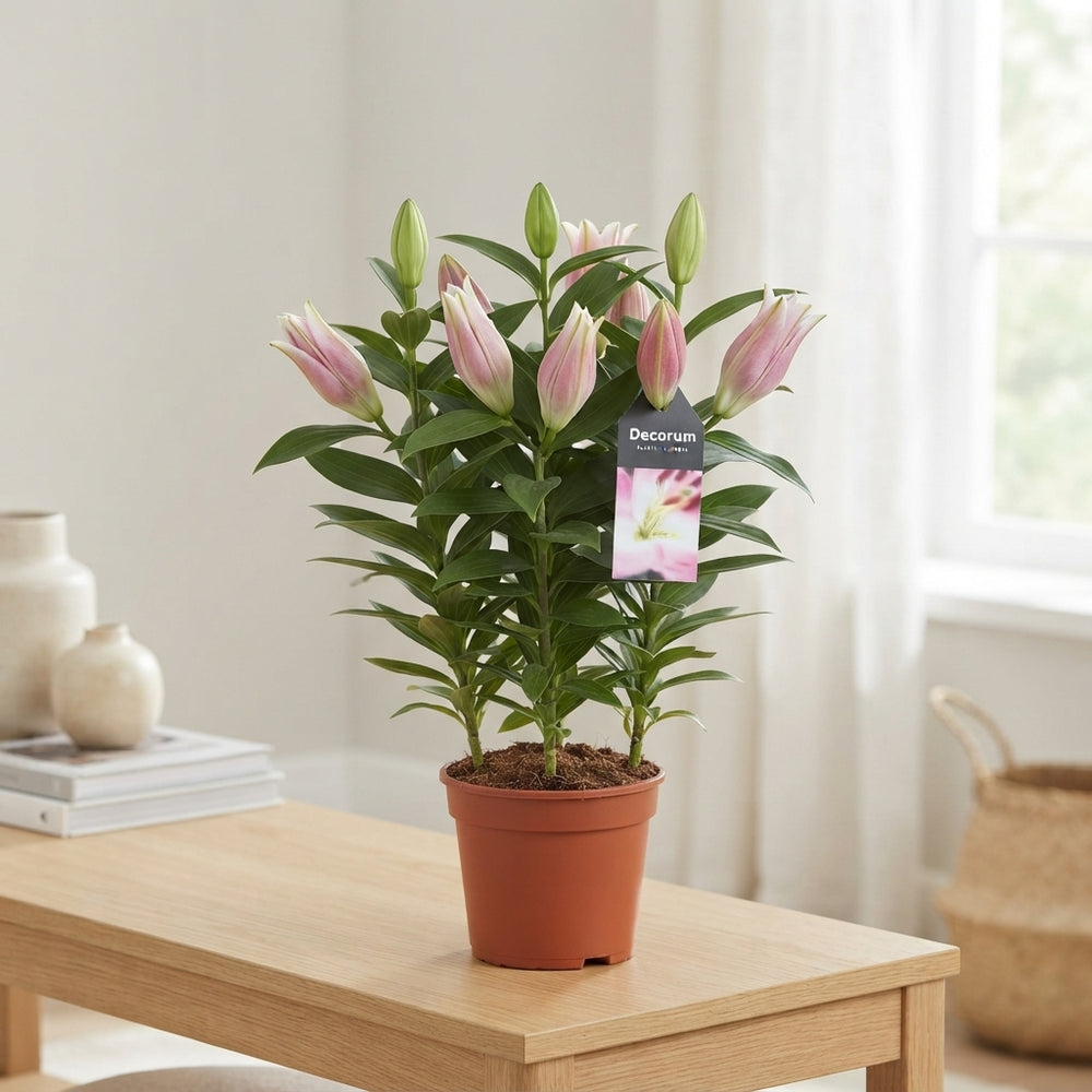 Pink Oriental Lily (Lilium) – 13cm Pot, 45cm High