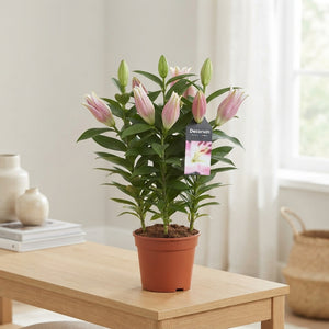 Pink Oriental Lily (Lilium) – 13cm Pot, 45cm High