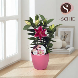 Oriental Lily ‘Souvenir’ – 14cm Pot
