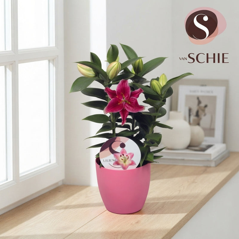 Oriental Lily ‘Souvenir’ – 14cm Pot