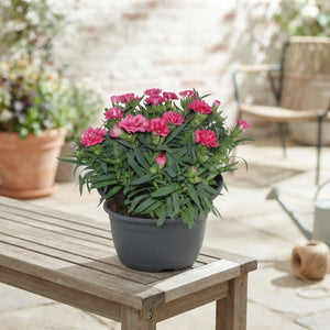 Mixed Dianthus ‘Oscar’ Patio Bowl – 19cm Pot