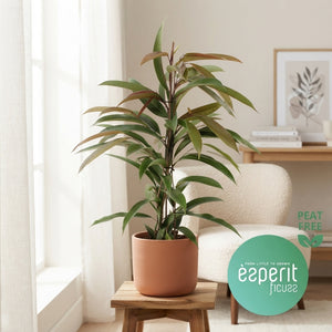 Ficus 'Amstel King' – 17cm Pot, 70cm High