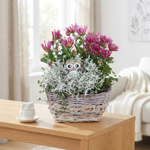 Oval Wicker Plant Arrangement – 20cm Pot