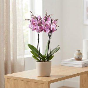 Pink Phalaenopsis Orchid – 2 Stem, 12cm Pot