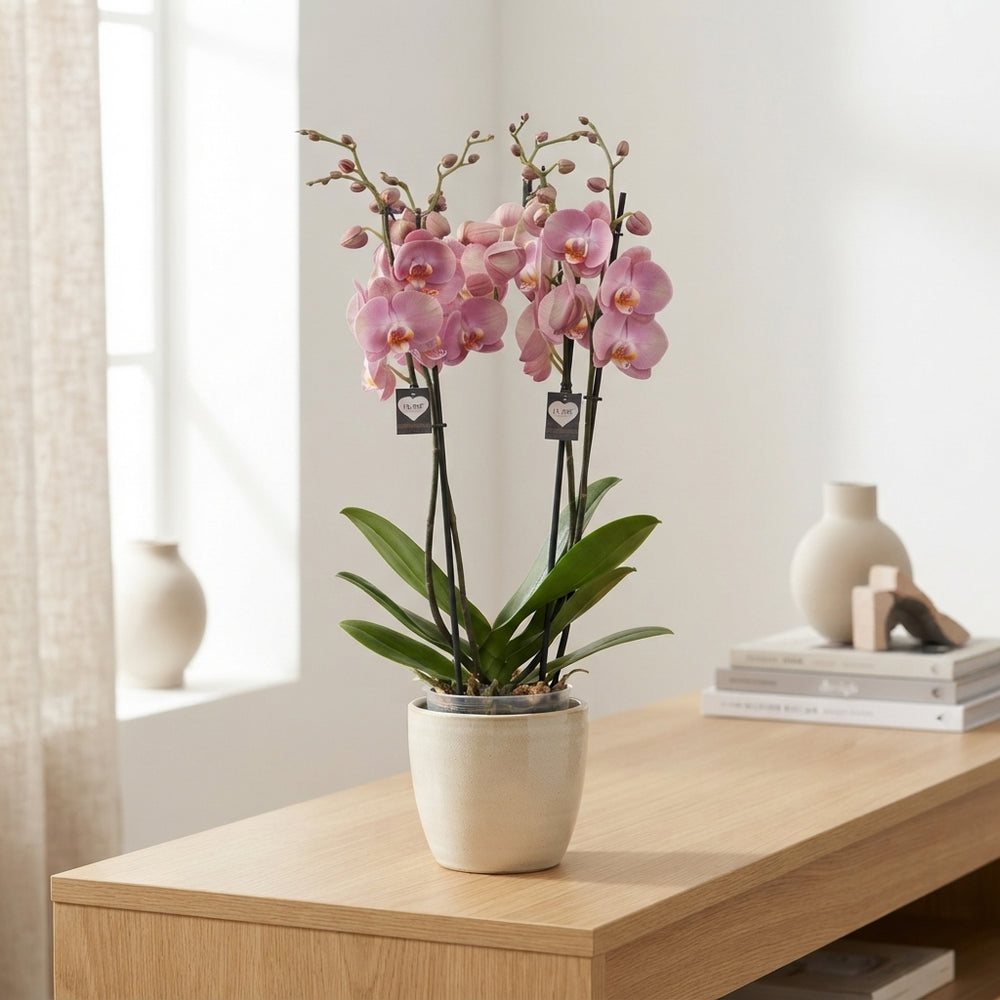 Honey Peach Phalaenopsis Orchid – 12cm Pot, 65cm High
