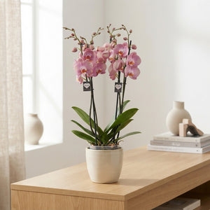Honey Peach Phalaenopsis Orchid – 12cm Pot, 65cm High