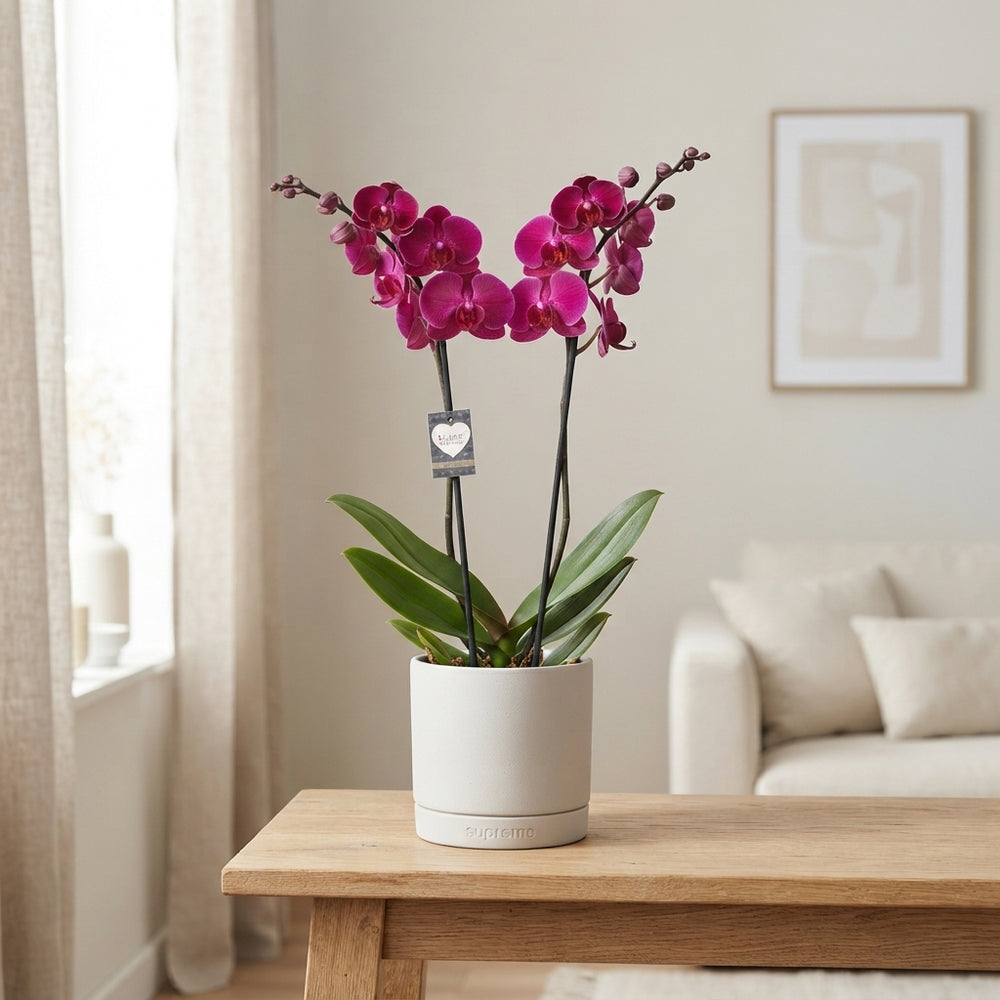 Phalaenopsis Orchid ‘Stellenbosch’ – 12cm Pot, 65cm