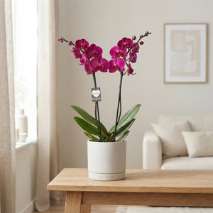 Phalaenopsis Orchid ‘Stellenbosch’ – 12cm Pot, 65cm